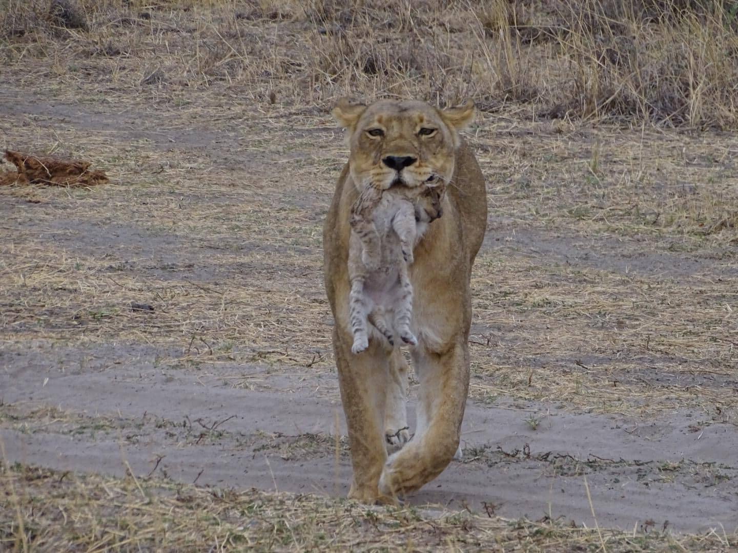 Chobe Mietwagenreise