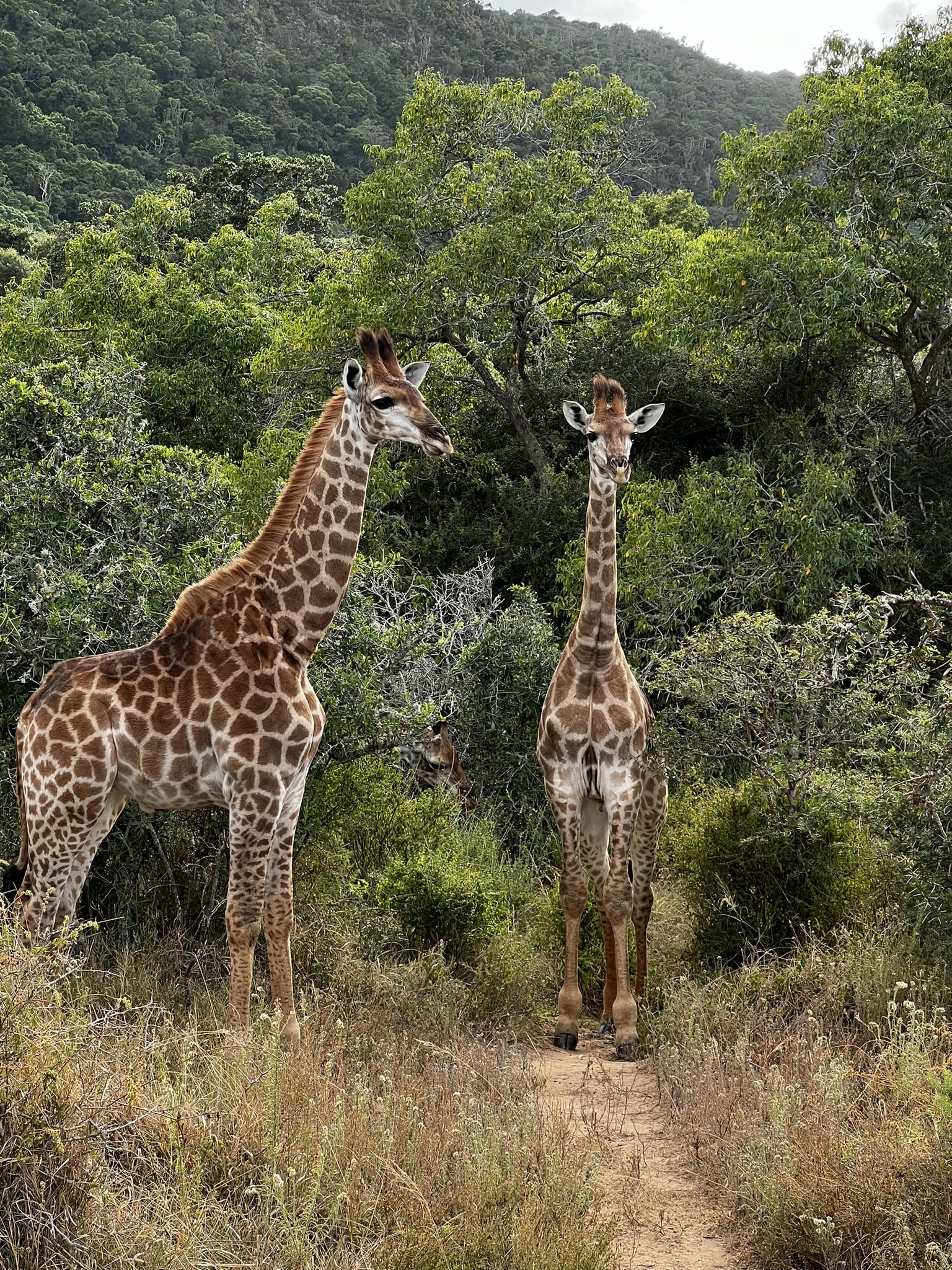 Garden Route Mietwagenreise