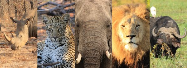 Big Five Afrika Collage