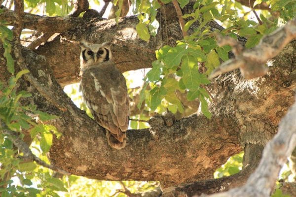 Milchuhu (Verreaux´s Eagle Owl) im Baum