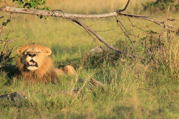 botswana flugsafari botswana focus feature image