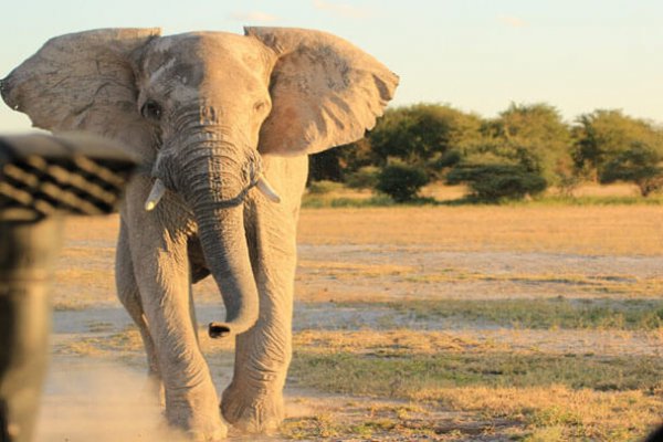 botswana flugsafari desert delta feature image