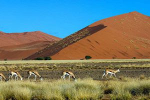 namibia sossusvlei mietwagenreise feature image