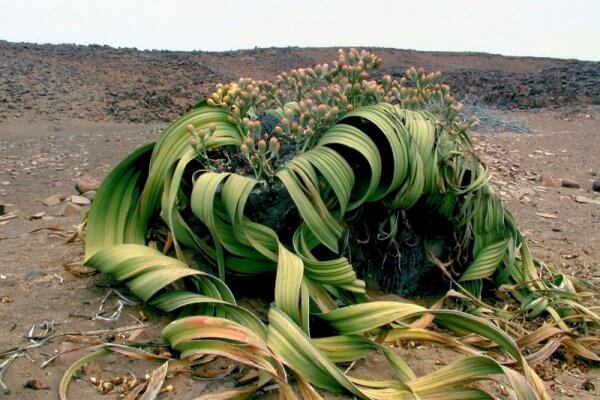 Welwitschia mirabilis blühend