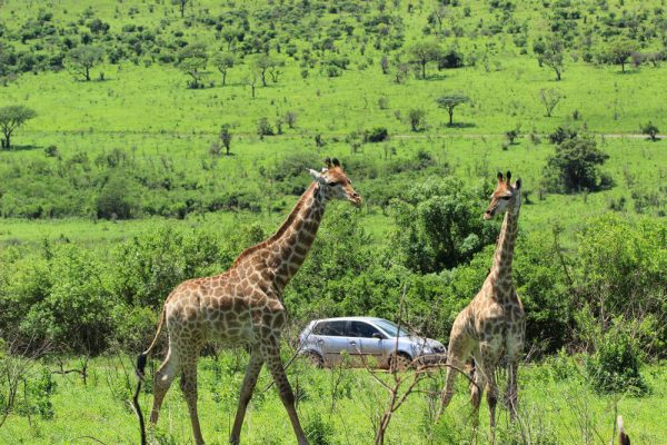 Giraffen vor einem Auto im Hluhluwe-iMofolozi National Park