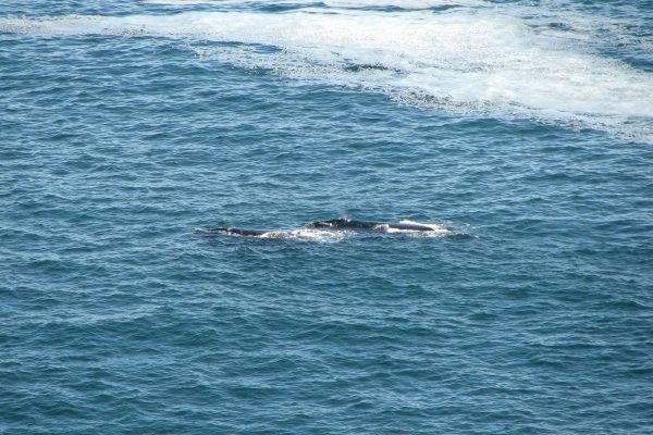 Walbeobachtung Vom Tsitsikamma Nationalpark