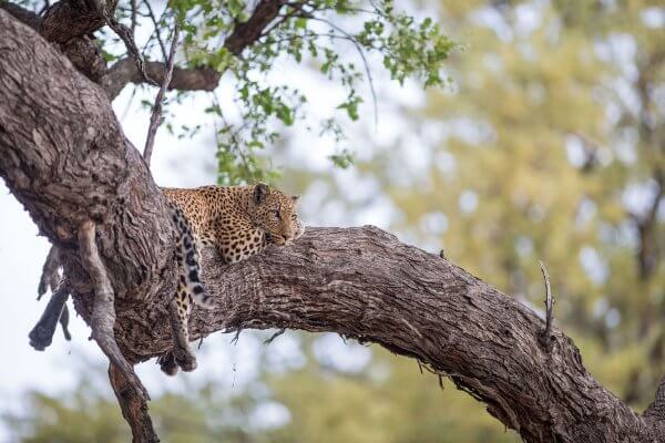 sunway_botswana_moremi_leopard