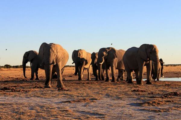 sunway_botswana_nxai_elephant