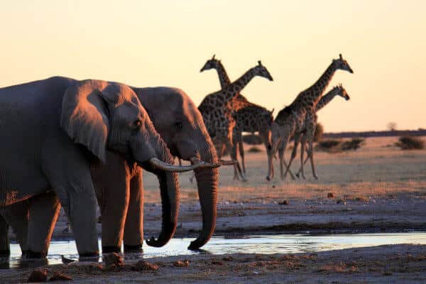 sunway_botswana_nxai_elephant_giraffe