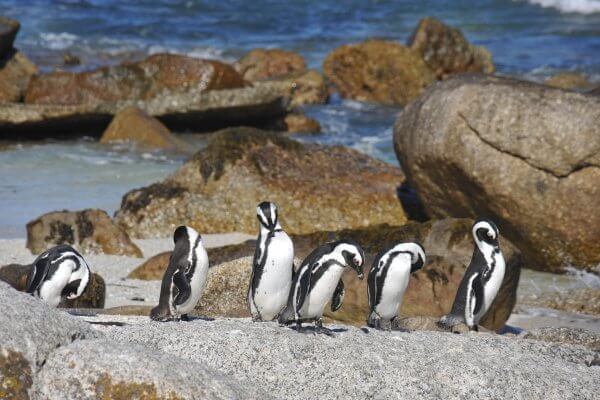 Pinguine auf Felsen