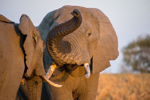 sunway_south_africa_kruger_elephant