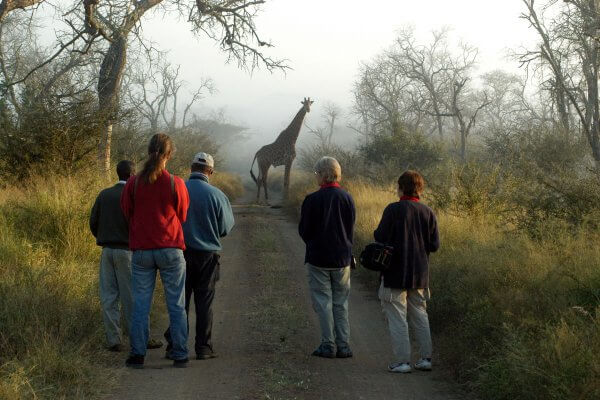 Giraffe auf Weg